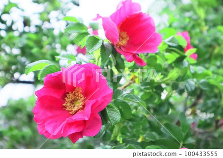 赫曼努斯 [Rosa rugosa] 北海道札幌市 100433555