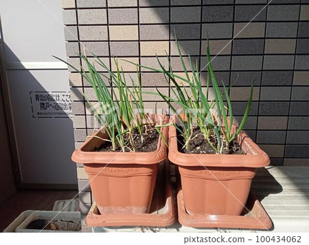 Versatile green onion growing toward the light Versatile green onion growing toward the light 100434062