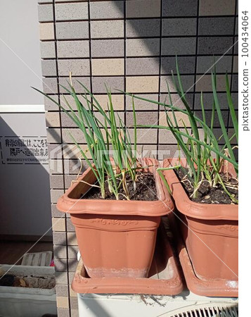 Vertical angle of green onions extending toward the sun Vertical angle of green onions extending toward the sun 100434064