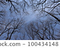 Winter forest 100434148