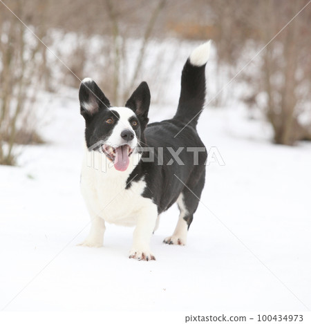 Nice welsh corgi cardigan in winter Nice welsh corgi cardigan in winter 100434973