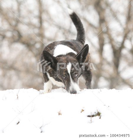 Nice welsh corgi cardigan in winter Nice welsh corgi cardigan in winter 100434975