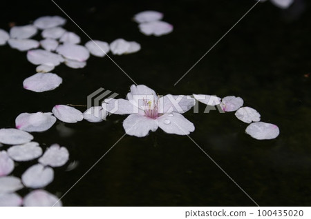 Floating cherry blossom petal pattern Floating cherry blossom petal pattern 100435020