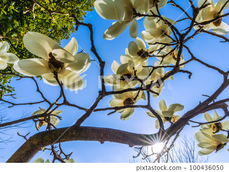 日本橫濱市景儘早盛開。陽光和白玉蘭。生態、善良的心、熱愛自然……=3月9日 日本橫濱市景儘早盛開。陽光和白玉蘭。生態、善良的心、熱愛自然……=3月9日 100436050