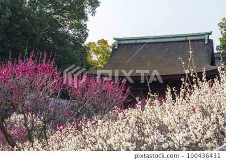 Domyoji Tenmangu Shrine Plum Garden in Full Bloom (Fujiidera City, Osaka Prefecture) 100436431