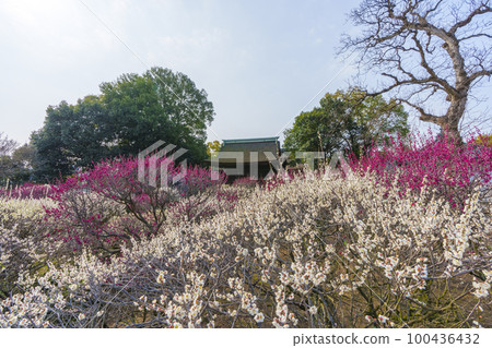 Domyoji Tenmangu Shrine Plum Garden in Full Bloom (Fujiidera City, Osaka Prefecture) 100436432