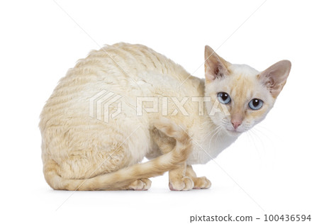 German Rex cat on white background 100436594