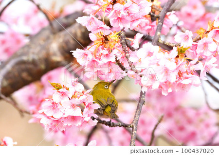 Mejiro和Kawazu櫻桃樹 100437020