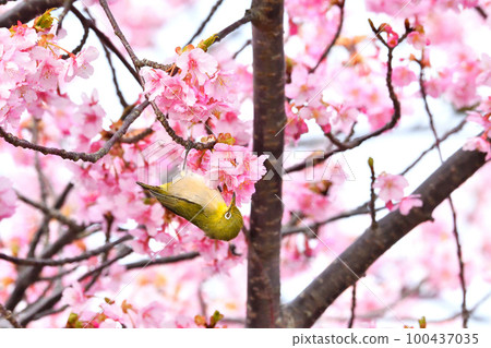 Mejiro and Kawazu cherry tree 100437035
