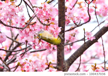 Mejiro and Kawazu cherry tree Mejiro and Kawazu cherry tree 100437036