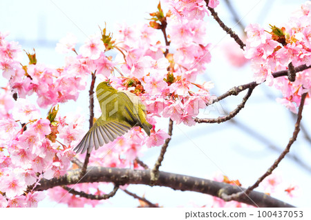 Mejiro and Kawazu cherry tree 100437053