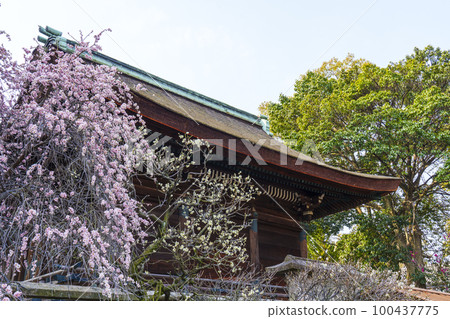 盛開的道明寺天滿宮梅園（大阪府藤井寺市） 100437775