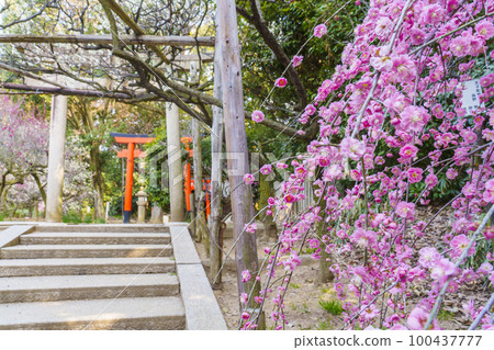 道明寺天滿宮和果稻荷神社梅花盛開 100437777