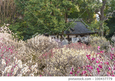 盛開的道明寺天滿宮梅園（大阪府藤井寺市） 100437779