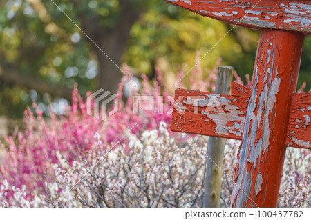Domyoji Tenmangu Shrine Plum garden in full bloom Rotten red torii gate (Fujiidera City, Osaka Prefecture) Domyoji Tenmangu Shrine Plum garden in full bloom Rotten red torii gate (Fujiidera City, Osaka Prefecture) 100437782