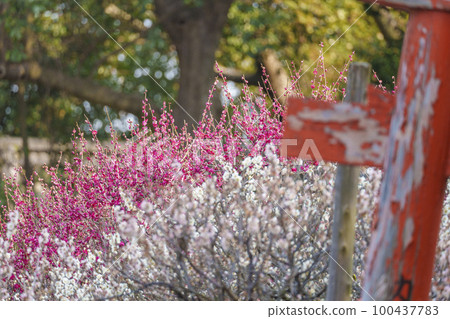 Domyoji Tenmangu Shrine Plum garden in full bloom Rotten red torii gate (Fujiidera City, Osaka Prefecture) Domyoji Tenmangu Shrine Plum garden in full bloom Rotten red torii gate (Fujiidera City, Osaka Prefecture) 100437783