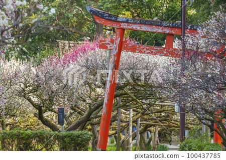 道明寺天滿宮盛開的梅園腐爛的紅色鳥居（大阪府藤井寺市） 100437785
