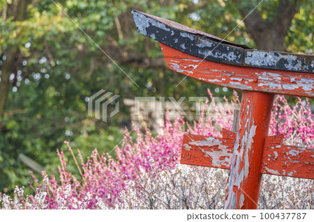 道明寺天滿宮盛開的梅園腐爛的紅色鳥居（大阪府藤井寺市） 100437787