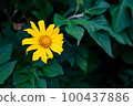 單向日葵 1 100437886