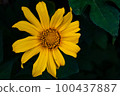 單向日葵2 100437887