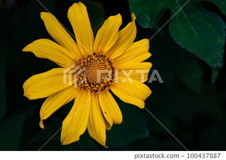 single sunflower 2 100437887