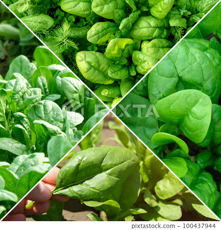 Collage of spinach plants. Banner for vegan plant based diet healthy lifestyle. 100437944