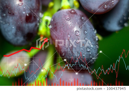 Growth chart, ripe fruit. A green grape orchard for a good industrial winery. Growth chart, ripe fruit. A green grape orchard for a good industrial winery. 100437945