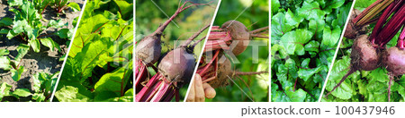 Growing beetroot. The concept of rural life and homemade vegetables. Collage, banner Growing beetroot. The concept of rural life and homemade vegetables. Collage, banner 100437946