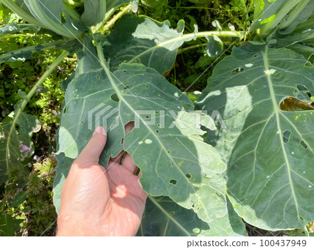 Cauliflower leaves with holes from caterpillars. Harvest destruction by cabbage worm 100437949