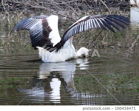 Stork Stork 100438471