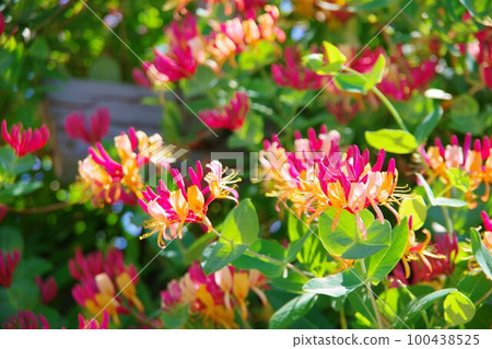 Honeysuckle Honeysuckle 100438525