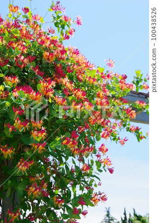 Honeysuckle Honeysuckle 100438526