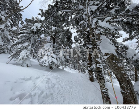 2023 年 2 月在福島縣 Grandeco 滑雪場的森之小路 2023 年 2 月在福島縣 Grandeco 滑雪場的森之小路 100438779