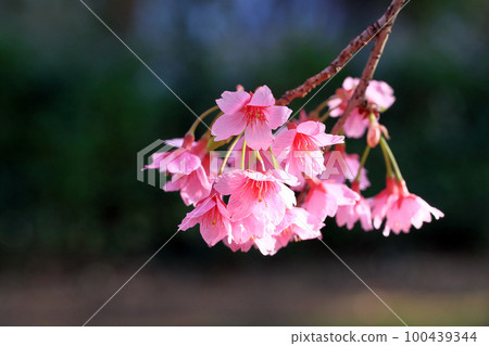 深綠色模糊背景的櫻花花瓣 100439344