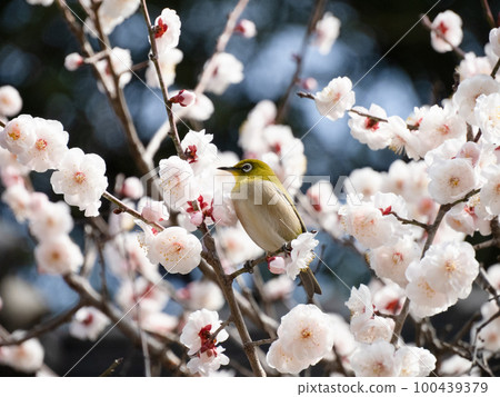 梅羅在盛開的梅花包圍 梅羅在盛開的梅花包圍 100439379