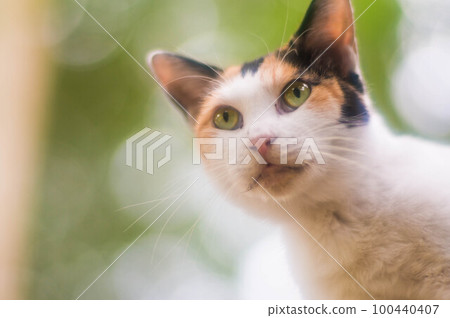 京都 初夏生活在伏見稻荷大社森林裡的野貓 100440407