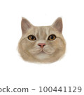 Realistic cat avatar 100441129