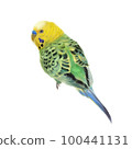 realistic parrot 100441131