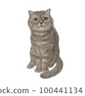 Realistic cat whole body 100441134