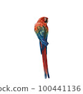 Realistic Macaw 100441136