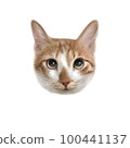 Realistic cat avatar 100441137
