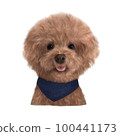 Realistic red poodle 100441173