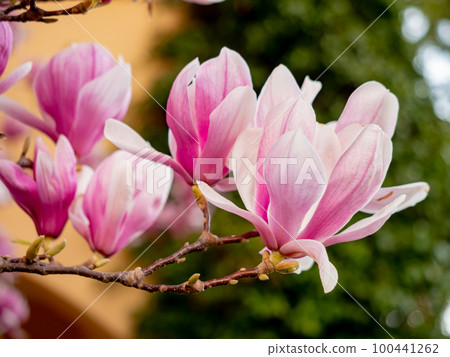 Blooming magnolia. Large pink with a hint of purple flowers on a magnolia tree in early spring. Beautiful magnolia spring blossoms on the street. Rovinj, Istria, Croatia - March 12, 2023 Blooming magnolia. Large pink with a hint of purple flowers on a magnolia tree in early spring. Beautiful magnolia spring blossoms on the street. Rovinj, Istria, Croatia - March 12, 2023 100441262