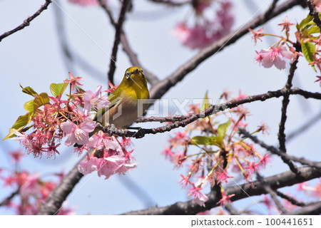Cherry blossom and mezzo Cherry blossom and mezzo 100441651