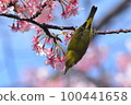 White-eye 100441658