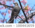 Bulbul and cherry 100441659