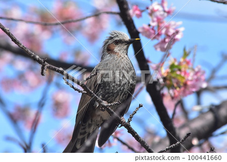 Bulbul and cherry Bulbul and cherry 100441660
