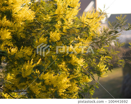 Beautiful bright yellow hairy mimosa flowers close-up. Blooming mimosa tree in early spring waves on wind. Sunny spring day. Acacia dealbata. Fluffy flowers in spring garden with sunny bokeh light Beautiful bright yellow hairy mimosa flowers close-up. Blooming mimosa tree in early spring waves on wind. Sunny spring day. Acacia dealbata. Fluffy flowers in spring garden with sunny bokeh light 100441692