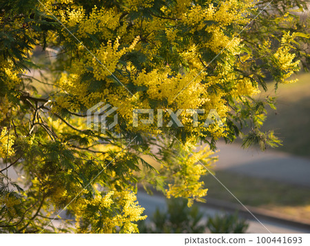 Beautiful bright yellow hairy mimosa flowers close-up. Blooming mimosa tree in early spring waves on wind. Sunny spring day. Acacia dealbata. Fluffy flowers in spring garden with sunny bokeh light Beautiful bright yellow hairy mimosa flowers close-up. Blooming mimosa tree in early spring waves on wind. Sunny spring day. Acacia dealbata. Fluffy flowers in spring garden with sunny bokeh light 100441693