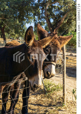 Brown Catalan donkey in a beige bridle with long hair on his ears 100441714